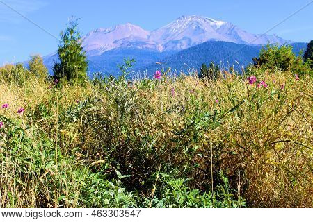 Lush Plant Hedge With Wildflower Blossoms Taken On A Grassy Field At An Alpine Meadow With Mt Shasta