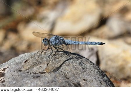Detailed Closeup On A Mediterranean Southern Skimmer Dragonfly, Orthetrum Brunneum Sitting On A Ston