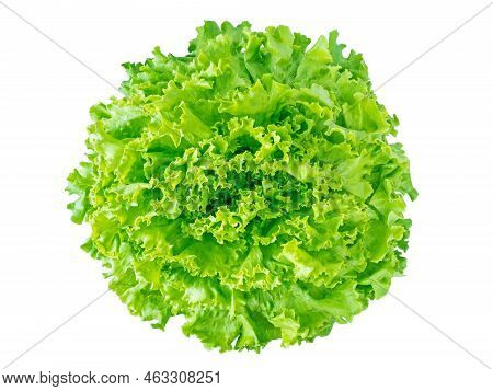 Green Batavia Lettuce Salad Head Top View Isolated Transparent Png