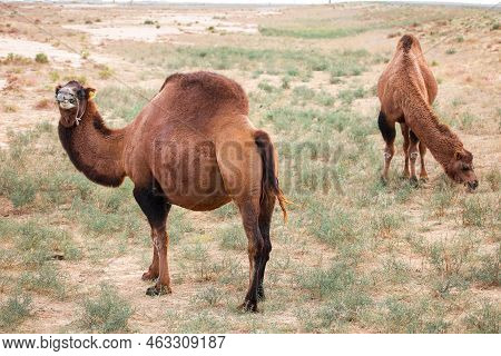 Photo Of The Dromedary Camels In A Steppe