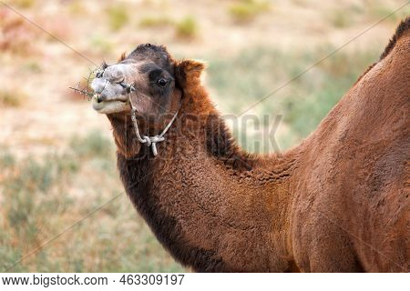 Closeup Photo Of The Brown Dromedary Camel