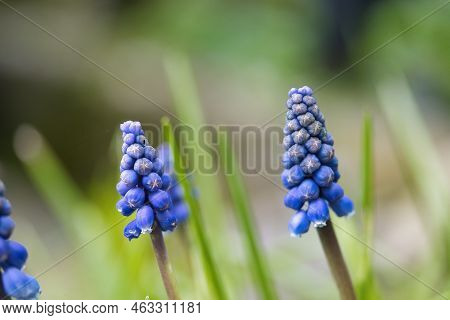 Blue Flower In Our Garden In Ede In The Netherlands. High Quality Photo