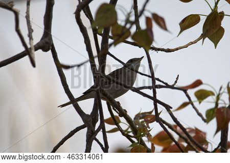 Subalpine Warbler, Curruca Cantillans