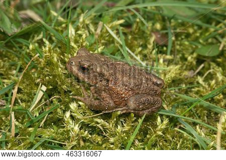 Detailed Closeup On A Small Common European Toad , Bufo Bufo Sitting In The Green Grass