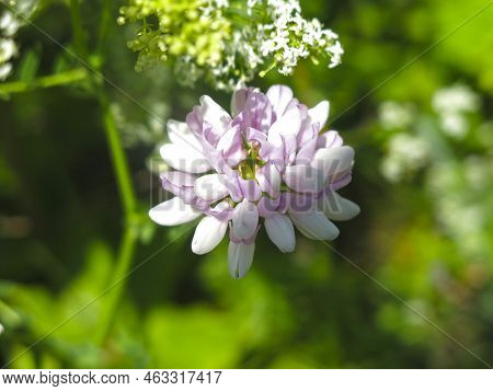 Variegated Sekiroplodnik (hare Clover, Vyazel, Securigera Varia, Coronilla Varia) Blooms Pink In Sum