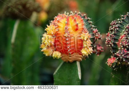 Ruby Ball Cactus, Moon Cactus, Grafted Cactus.