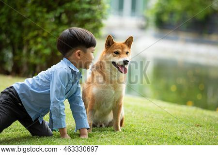 Asian Male Child In Blue Shirt Sitting Playing With Brwon Shiba Inu Dog In Green Park