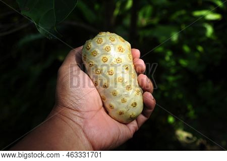 Morinda Citrifolia Or Noni Fruit Is A Fruit Bearing Tree In The Coffee Family Rubiaceae