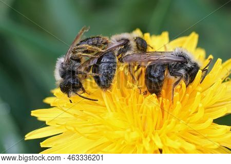 The Yellow Flowers Of Dandelion , Taraxacum Officinale Are An Important Food Soruce For Solitary Bee
