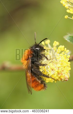 Closeup On A Colorful Female Red Tawny Mining Bee, Andrena Fulva Eating Yellow Salix Caprea, Goat Wi