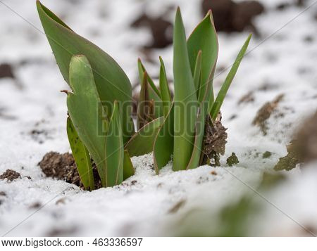 Tulip Sprouts In Early Spring Macro Photo. Tulip Sprouts In Early Spring On Snow-covered Soil. Green