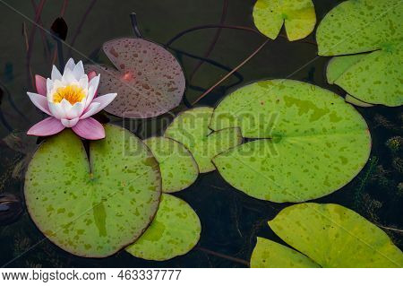 A Blomming Water Lily Surrounded By Lily Pads