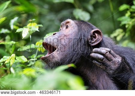 Howling Chimpanzee, Pan Troglodytes, In The Tropical Rainforest Of Kibale National Park, Western Uga