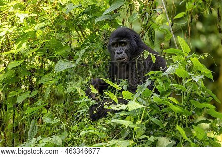 Adult Female Gorilla, Gorilla Beringei Beringei, In The Lush Foliage Of The Bwindi Impenetrable Fore