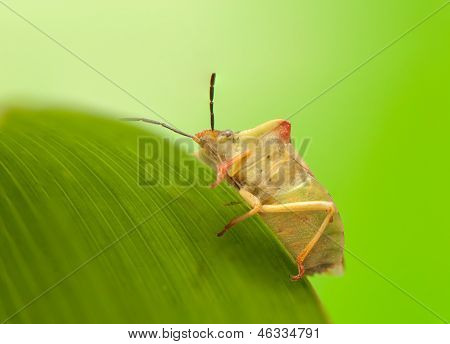 Carpocoris fuscispinus
