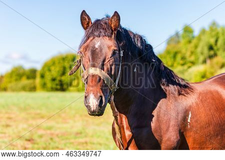 Brown Workhorse Standing In A Farmfield On A Summer Day.in A Background Outdoors Nature Trees.