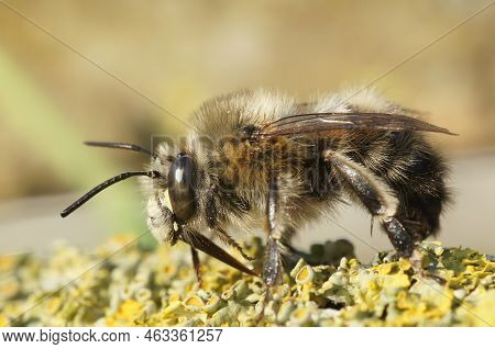 Detailed Closeup On A Hairy Male Hairy-footed Flower Bee, Anthophora Plumipes Sitting On Wood