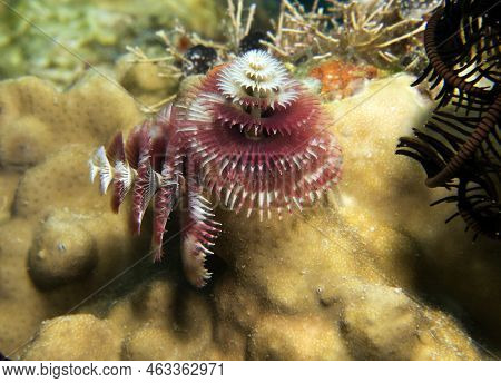 A Christmas Tree Worm, Spirobranchus Giganteus Boracay Island Philippines