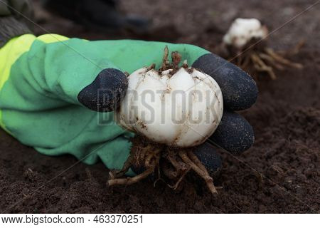 Lily Bows Ready To Be Planted In The Ground In The Hands Of A Gardener. The Gardener Chooses Healthy