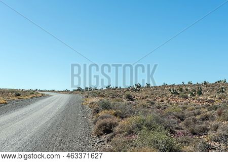 A Landscape, With Prickly Pear Cactusses, On Road R356 Between Loxton And Fraserburg In The Northern