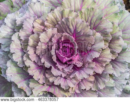 Close Up Of Endless Field With Green Leaves And Purple Veins Of Red Cabbage Plants. Red Cabbage, Pur