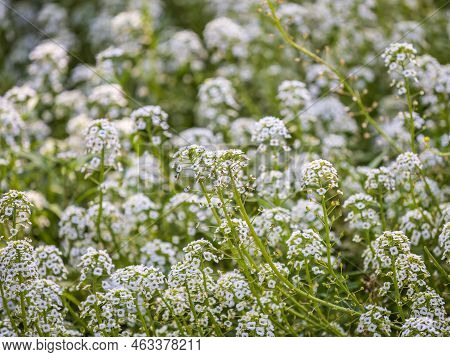 Dainty Purple And White Flowers Of Lobularia Maritima Alyssum Maritimum, Sweet Alyssum Or Sweet Alis