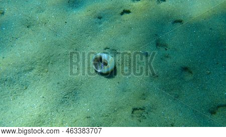 Seashell Of Sea Snail Josephine\'s Moonsnail (neverita Josephinia) On Sea Bottom, Aegean Sea, Greece
