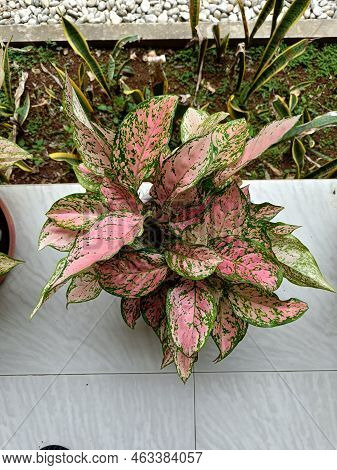 Top View Aglaonema Lady Valentine Clumps In A Pot Beautiful Look. Pink Green Aglaonema Leaf Colors I