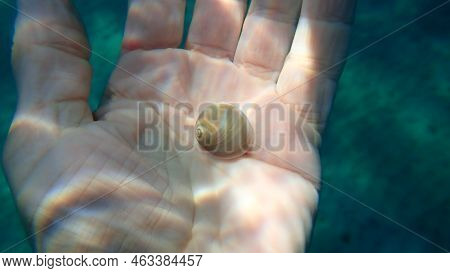 Seashell Of Sea Snail Josephine\'s Moonsnail (neverita Josephinia) On The Hand Of A Diver, Aegean Se