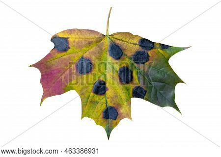 Autum Maple Leave With Tar Spot Isolated On White Background , Fall Leave Background, Color Gradient