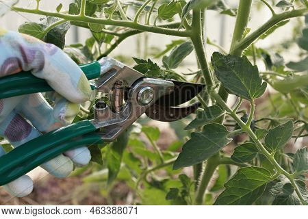 Prune The Water Shoots That Grow Between The Stems And Twigs Of The Tomato Plant.