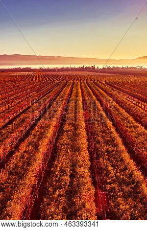 Napa, United States - February 17 2013 : An Aerial View Of Vine Yard Fields In Napa During A Hot Air
