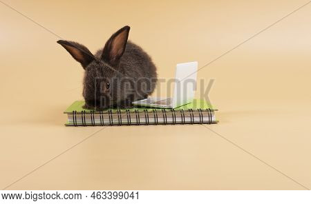 Adorable Rabbit Furry Bunny Looking At Something With Laptop On Book While Sitting Over Isolated Pas