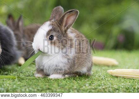Adorable Baby Rabbit Bunny Brown Eating Fresh Timothy Grass While Sitting On Green Grass Over Bokeh 