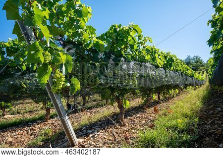 Green Unripe Gamay Noir Grape Growing On Hilly Vineyards Near Beaujolais Wine Making Village Val D'o
