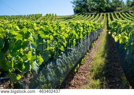 Green Unripe Gamay Noir Grape Growing On Hilly Vineyards Near Beaujolais Wine Making Village Val D'o