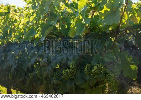 Green Unripe Gamay Noir Grape Growing On Hilly Vineyards Near Beaujolais Wine Making Village Val D'o
