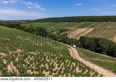 Aerial View On Chablis Grand Cru Appellation Vineyards With Grapes Growing On Limestone And Marl Soi