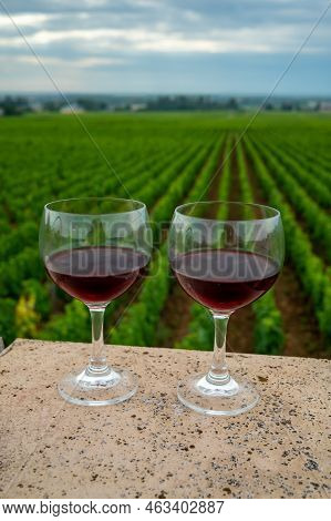 Tasting Of Red Dry Pinot Noir Wine In Glass On Premier And Grand Cru Vineyards In Burgundy Wine Maki