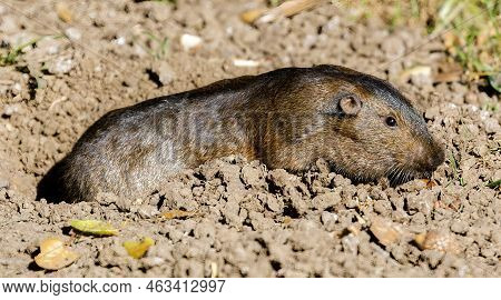 Botta's Pocket Gopher Coming Out From Its Burrow. Santa Clara County, California, Usa.