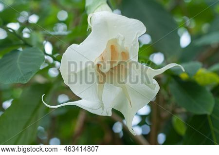 White Flower Of A Tree Lily (cubanola Domingensis) - Melbourne, Victoria, Australia
