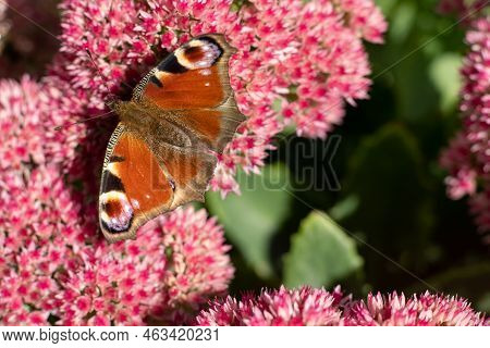 A Peacock Butterfly Is Eating On A Pink Sedum Flower - Hare Cabbage. A Flowerbed With Flowers Pollin
