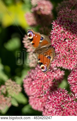 A Peacock Butterfly Is Eating On A Pink Sedum Flower - Hare Cabbage. A Flowerbed With Flowers Pollin