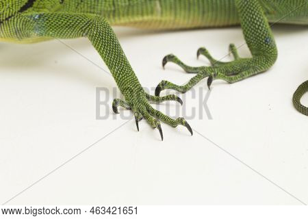 The Emerald Green Tree Monitor Lizard (varanus Prasinus) Isolated On White Background