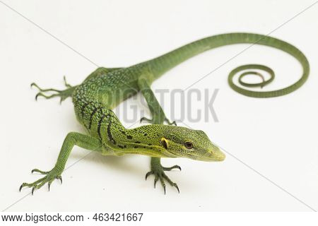 The Emerald Green Tree Monitor Lizard (varanus Prasinus) Isolated On White Background