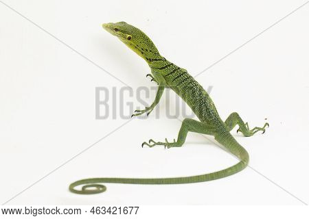 The Emerald Green Tree Monitor Lizard (varanus Prasinus) Isolated On White Background
