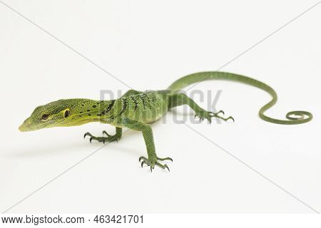 The Emerald Green Tree Monitor Lizard (varanus Prasinus) Isolated On White Background