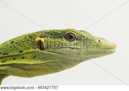 The Emerald Green Tree Monitor Lizard (varanus Prasinus) Isolated On White Background