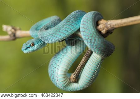 Blue Insularis Snake (trimeresurus Insularis) White-lipped Island Pit Viper Hanging On A Branch