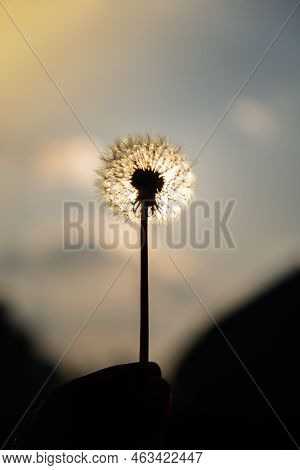 Female Hand Holding Dandelion Blossom At Sunset. Fluffy Dandelion Bulb Gets Swept Away By Morning Wi
